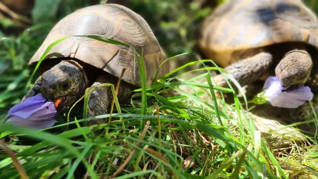 Maurische Schildkröte mit offenem Mund und roter Zunge beisst wie die griechische in eine Blüte