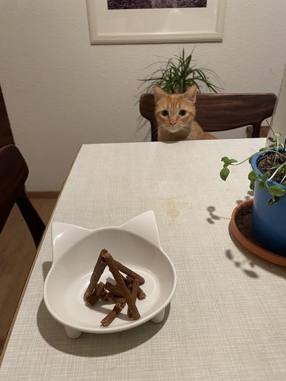 A curious orange cat sits at a table, looking with very big eyes at a white cat-shaped bowl containing meat sticks arranged in a triangular formation.