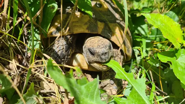 Griechische Schildkröte mit offenem Mund beisst gleich ein Stück grünes Blatt ab