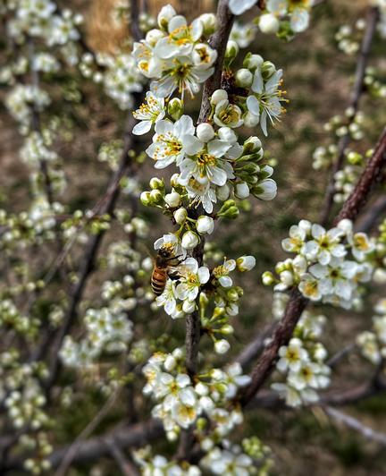 Clusters of white blossoms with little yellow antennae-looking centers all over the dark brown branches of a small plum tree. There is a busy bee browsing the blooming flowers up and down the middle branch in the photo. Partly cloudy, mild, breezy March afternoon.