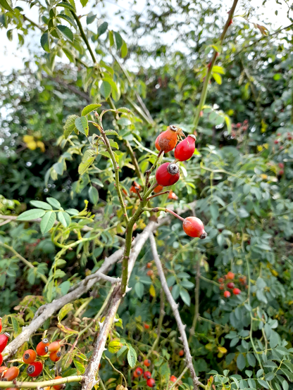Red rosehips among leaves, some of which have started to turn yellow.