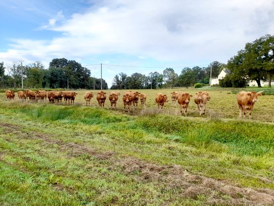 Over twenty cow standing side by side in a pasture. They are all turned towards the camera. The sky is bright blue.
