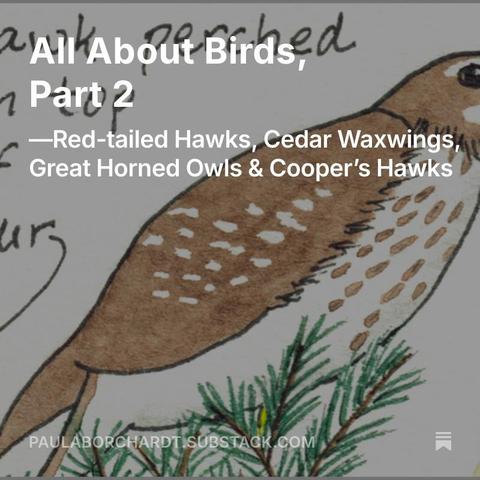 My watercolor art of a Red-tailed Hawk, with text overlaid that reads "All About Birds, Part 2 - Red-tailed Hawks, Cedar Waxwings, Great Horned Owls & Cooper's Hawks" - paulaborchardt.substack.com