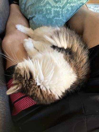 A fluffy cat is curled up asleep on a person's lap, with a decorative pillow nearby. The person's leg is partially visible, and they are wearing black shorts.