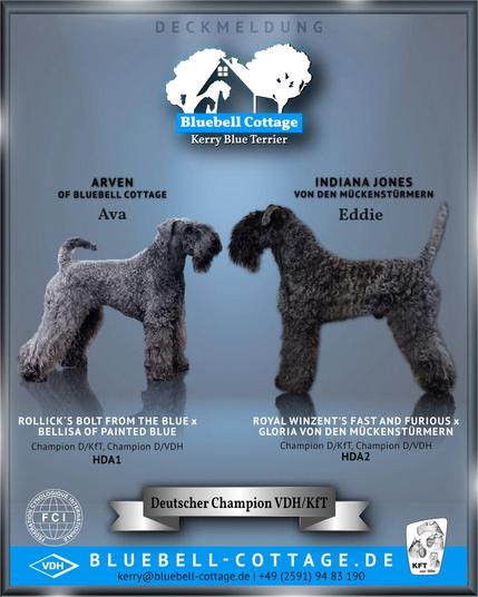 Das Foto zeigt die beiden Hunde Ava und Eddie. Darüber ist das Logo vom Zwinger of Bluebell Cottage zu sehen sowie verschiedene Kontakte und Adressen.