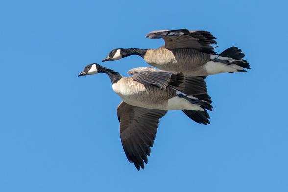 Two Canada Geese birds in flight in a clear blue sky. They are flying close together.