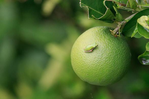 A tiny green frog with black stripe through its eye and around the nose, huddled on a green citrus fruit. 
It is almost the same colour as the fruit and is presumably hoping not to be noticed.