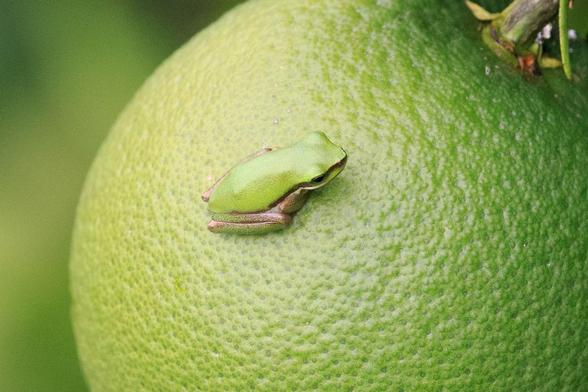 A crop of the previous image to better show the tiny frog. 

It is green on top, with a black stripe running along its side, through the eye and down to the nose. The legs are tucked up under it, but some of the gold colouring on the legs is visible.