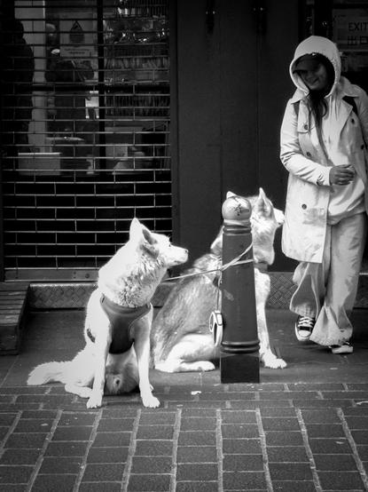 Black and white. A young woman dressed in a white hooded jacket and matching trousers smiles at two large wolf-like dogs tied up outside the supermarket she is just leaving. They are looking back at her but it isn't easy to tell if they are smiling.