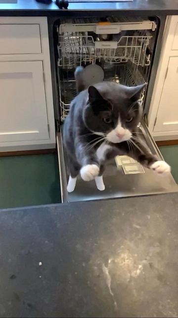 A dark grey tuxedo cat with a white triangle on his face leaps from an open dishwasher door to a kitchen counter. The cat is captured in flight, little white front paws reaching for the counter and legs fully extended behind.