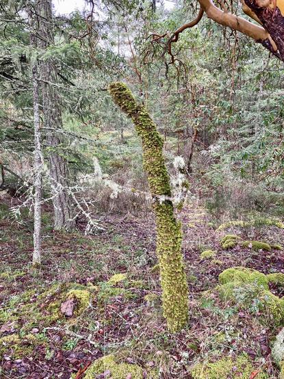 A branchless skinny unknown type of tree trunk, about 4 meters high. Covered thickly with moss.
