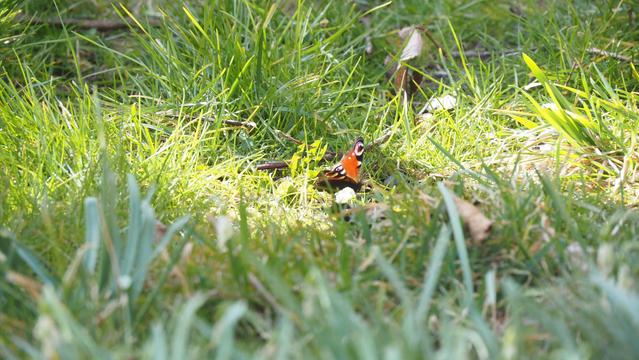 Schmetterling, kleiner Fuchs , im Gras