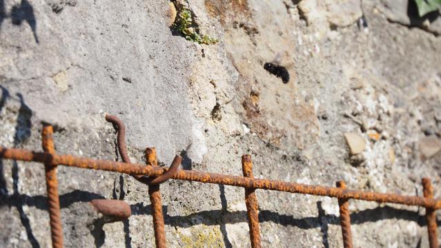 Schwarze Holzbiene vor einer Bruchsteinwand