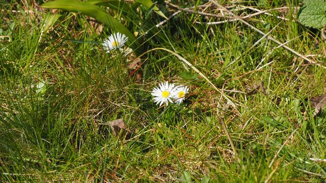 Gänseblümchen in einer Wiese
