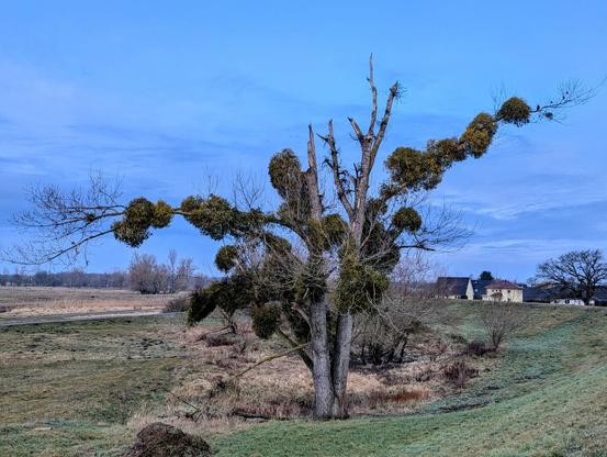 A bare tree, likely deciduous, stands prominently in the centre of the frame against a pale blue, slightly cloudy sky. Clumps of green mistletoe (Viscum album) are densely clustered on its branches. The tree is in an open rural area, in the floodplains to be exact. The foreground shows a grassy slope leading down to a slightly lower area with some dry vegetation. In the middle ground, beyond the tree, is a flat, open landscape with a few other bare trees visible on the horizon. Further back, several houses with light-coloured walls and dark roofs are nestled amongst more trees. The overall impression is of a cold late winter morning.