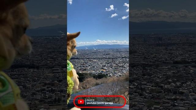 肩乗りスムースコートチワワ 三太くんと駿河湾 #Shorts #dog