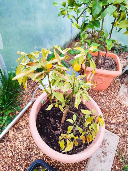Photo d'un kumquat en piteux état