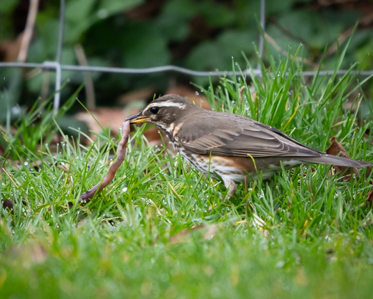 Redwing with a worm
