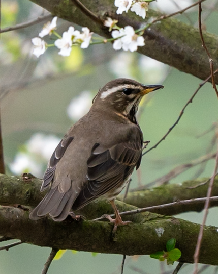 Perched redwing