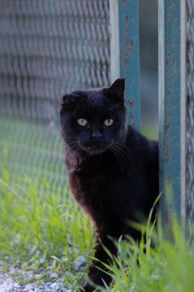 Photo of a one-eared back cat peeking through a hole in a fence.