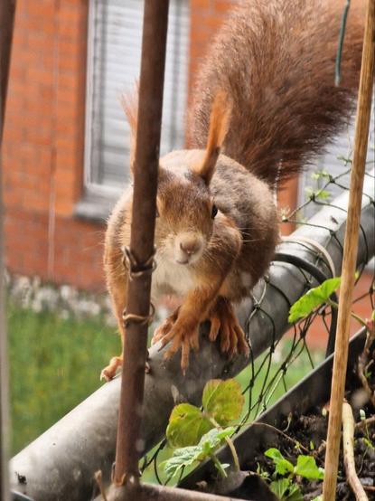 Eichhörnchen guck, ob es gefahrlos zum Nussspender kommt. Sitzt auf Geländer