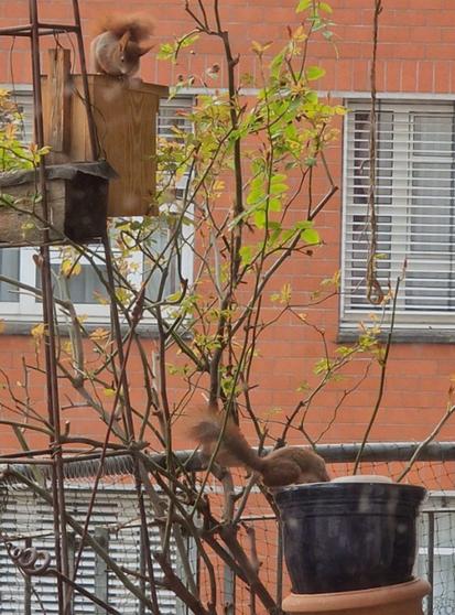 Ein Eichhörnchen sitzt auf Vogelhaus, neben Eichenholzblock / Insektennisthilfe.
Ein Eichhörnchen, knapp darunter, verbuddelt grade ne Haselnuss in Blumentopf