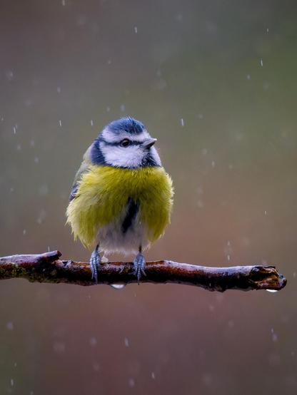 Una piccola cinciarella, dal petto giallo e la testa blu e bianca sta posata su un ramo mentre piove