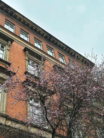Altbau der Stabi Hamburg mit blühendem Baum