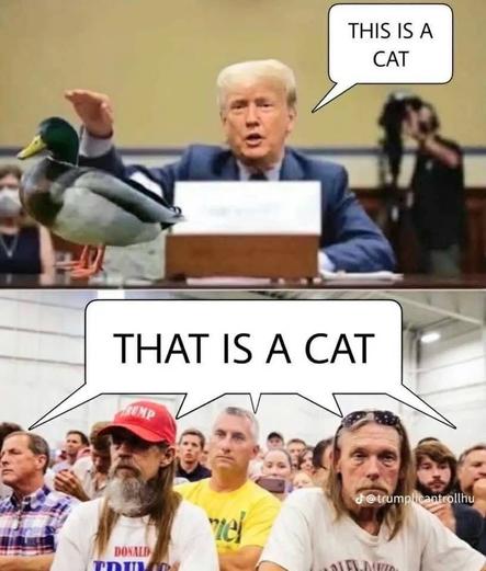 Zwei Bilder, Trump zeigt auf Ente und sagt this is a cat, maga Antwort that is the cat