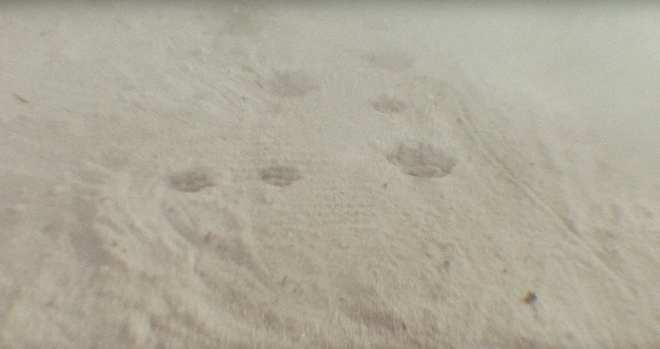 wolf and ferret pawprints in the sand