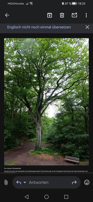 Baum Königshöhe lebendig
