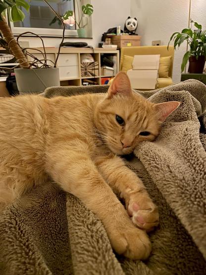 Gucci, der orangene Kater, liegt auf einer kuscheligen Decke und schaut sehr süß in die Kamera. Man liegt auf der Seite, hat seine Pfötchen in Richtung der Kamera ausgestreckt und seinen Kopf schräg in die Kuscheldecke eingekuschelt.