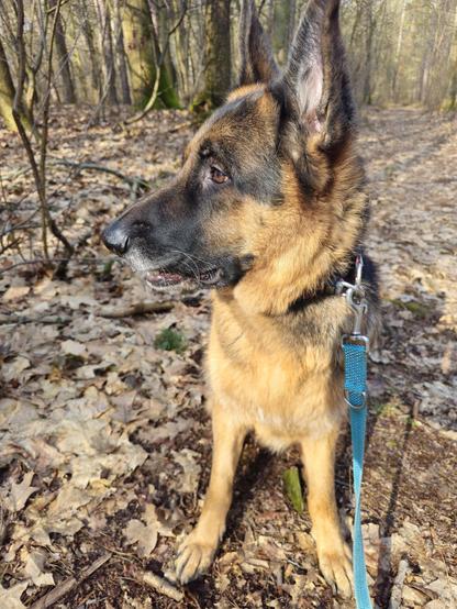 A photo of a German Shepherd Dog sitting on a bed of leaves and staring to his right with a goofy expression on his face