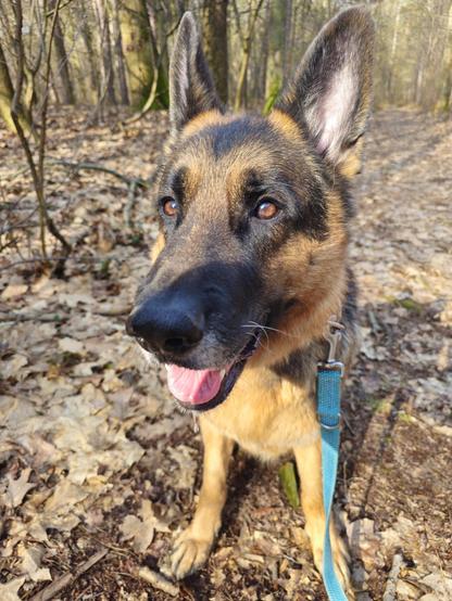 A photo of a German Shepherd Dog sitting on a bed of leaves and staring at the camera, his mouth open and his tongue slightly out