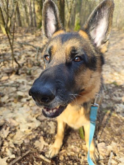 A photo of a German Shepherd Dog sitting on a bed of leaves and staring at the camera with his bottom teeth visible