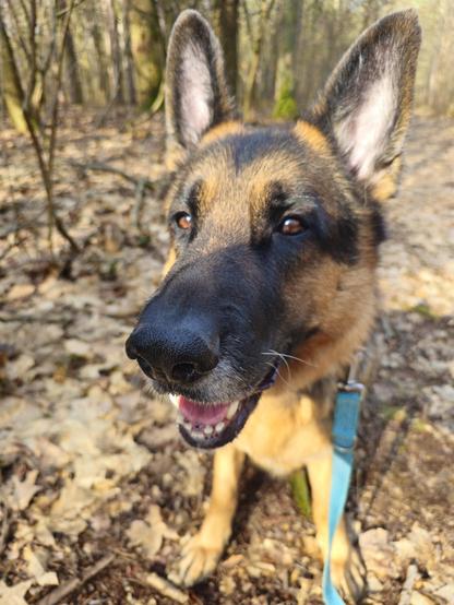 A photo of a German Shepherd Dog sitting on a bed of leaves and staring at the camera with his tongue out and his bottom teeth visible