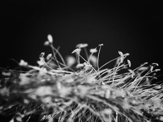 Close-up of delicate plant life in black and white, featuring slender stems and small leaves against a dark background.