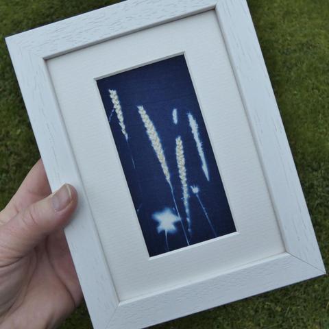 A framed cyanotype of grass stalks (dark blue with white grass) into which seeds have been embroidered. Held in the artist's hand for scale, the frame is 5x7 inches