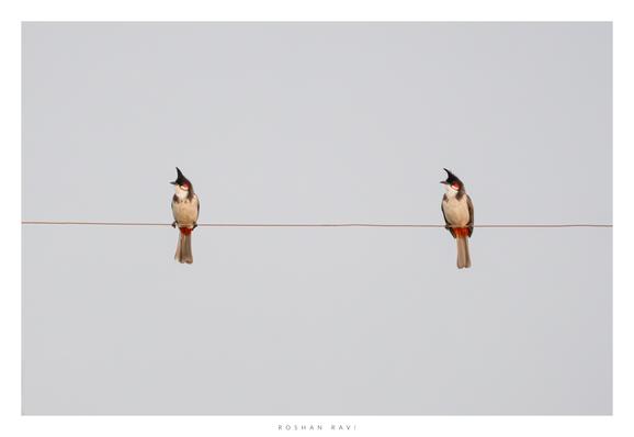 Two Red-whiskered Bulbuls perched on a wire against a pale sky, both facing the left of the photo. Their distinctive red ear patches, and long tails are clearly visible.