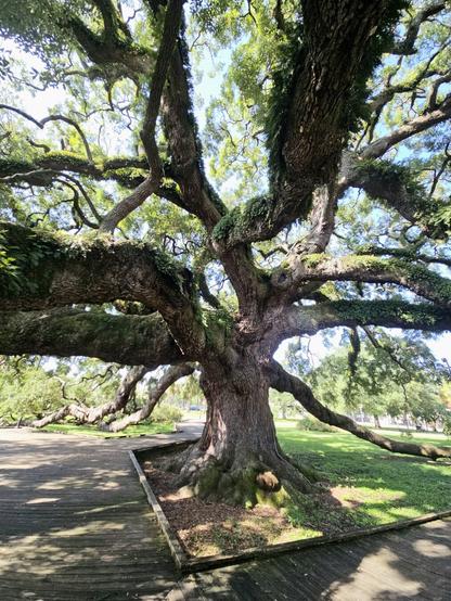 Huge old oak tree with chaotic twists and turns of the branches and limbs.