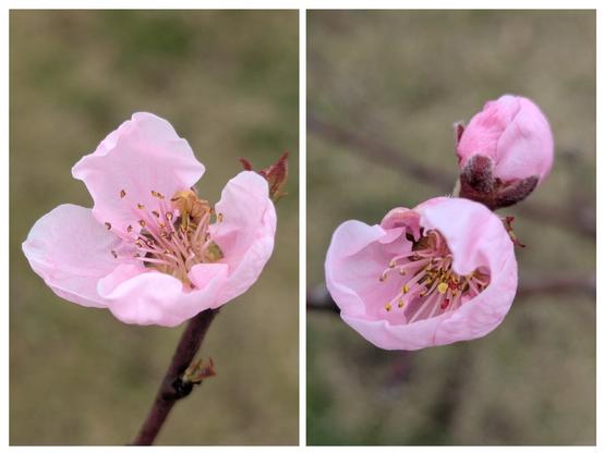 The image is a diptych showing close-up views of delicate pink peach blossoms.
On the left, a single, fully open flower is presented. Its five pale pink petals are slightly ruffled and surround a cluster of numerous slender stamens with yellow anthers. The pistil is visible in the centre. The flower is attached to a thin, brown twig with a few small buds visible along its length. The background is a blurred mix of muted greens and browns, suggesting foliage and branches out of focus.
On the right, the view shows two blossoms in different stages of opening. The topmost bloom is still a tightly closed bud, exhibiting a deeper pink hue on its outer layers and covered with fine, downy hairs. Below it, another flower is partially open, revealing its pale pink petals and the central cluster of stamens and pistil, similar to the fully opened flower on the left. This blossom is also attached to a brown twig against a blurred background of similar muted tones.