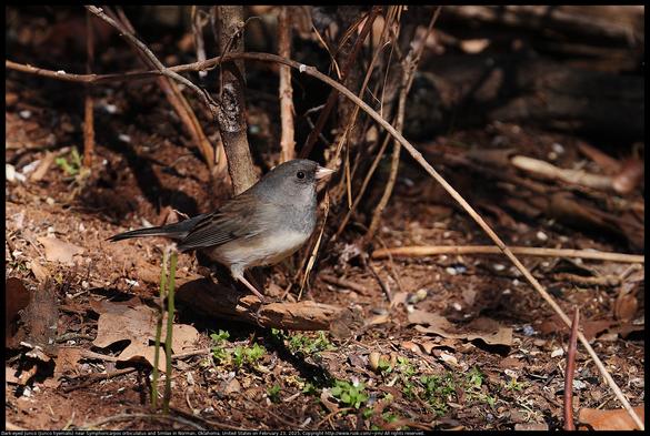 A Dark-eyed Junco (Junco hyemalis) was standing on a small stick that was lying on the ground near Symphoricarpos orbiculatus and Smilax in Norman, Oklahoma, United States on February 23, 2025. The Smilax had been eaten nearly to the ground by deer.