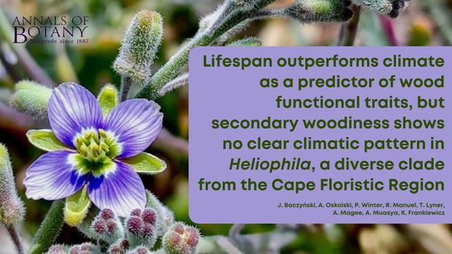Lifespan outperforms climate as a predictor of wood functional traits, but secondary woodiness shows no clear climatic pattern in Heliophila, a diverse clade from the Cape Floristic Region
