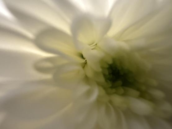 An out of focus macro shot of a white chrysanthemum flower with a light source behind making the outer petals glow.
