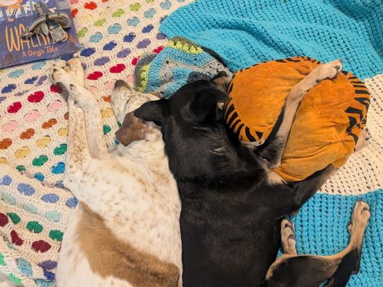 a white and brown dog lays next to a black dog snuggling an orange pillow.