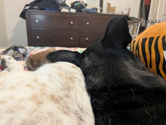 close up of the back of two dogs heads.