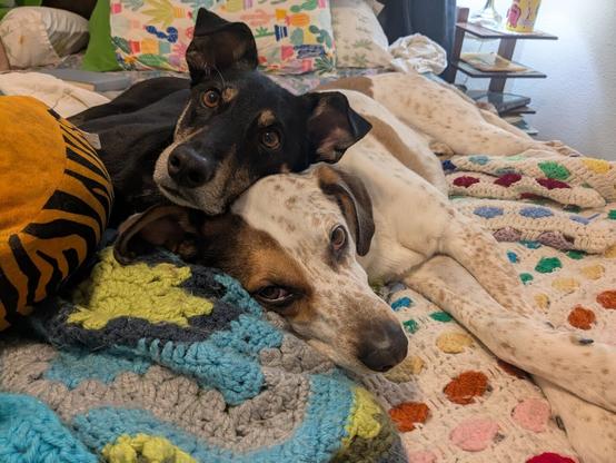 a black dog rests his head on top of a white and brown dog, both laying on colorful blankets.