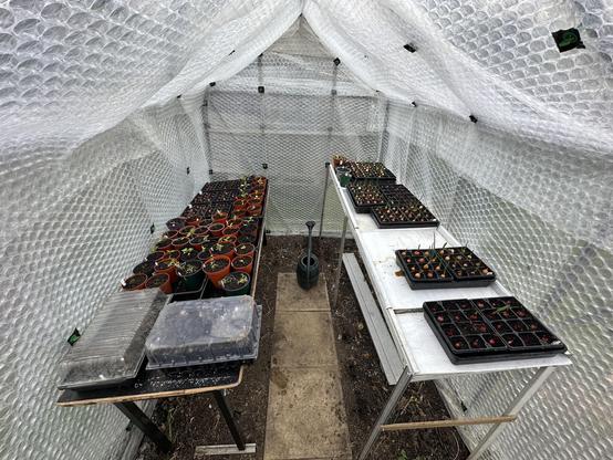 A greenhouse lined with bubble wrap. There are tables either side both with trays of seedlings and sprouting onions.