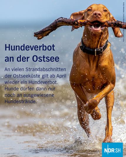 Hundeverbot an der Ostsee 

An vielen Strandabschnitten der Ostseeküste gilt ab April wieder ein Hundeverbot. Hunde dürfen dann nur noch an ausgewiesene Hundestrände.