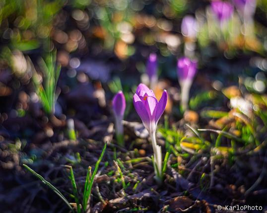 A small purple flower.